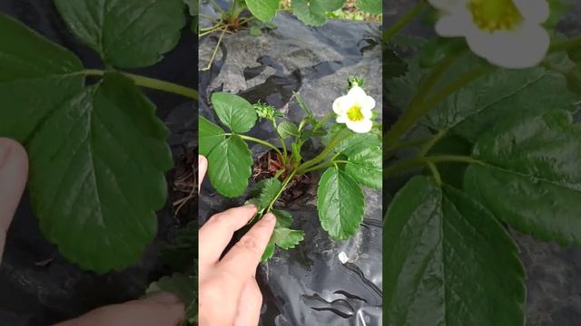 Подготовка кустиков к зиме, срезаю все цветоносы #клубника#участок#сезон2022