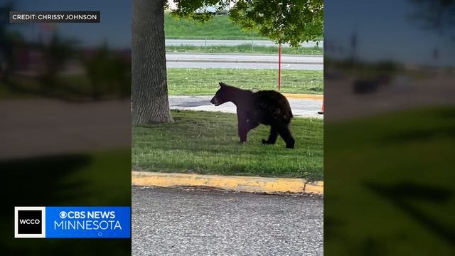 Why are so many bears wandering around the metro?