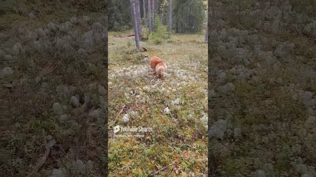 как хитропопая красотка проводит свой день