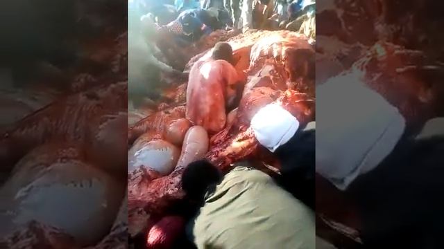 dead Whale Found in Africa community feeding over