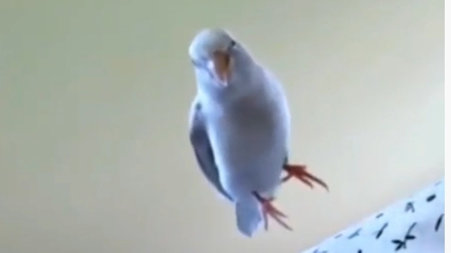 Смешные попугаи 🤣🤣🤣