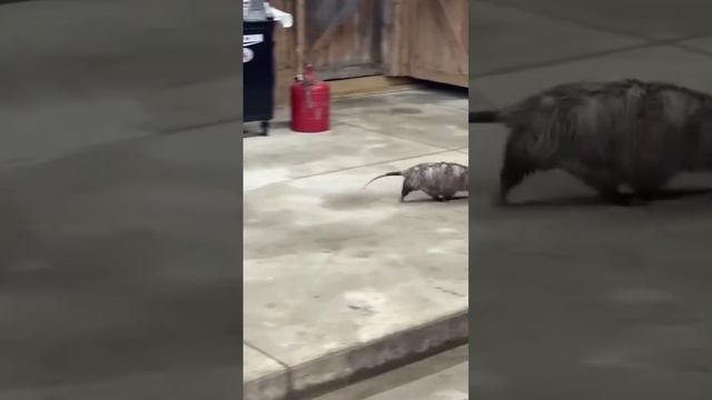 Потат спешит по делам