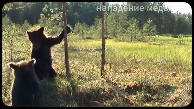 После ЭТОГО НАПАДЕНИЯ МЕДВЕДЯ ты НИКОГДА БОЛЬШЕ НЕ ВОЙДЁШЬ В ЛЕС! Часть 2