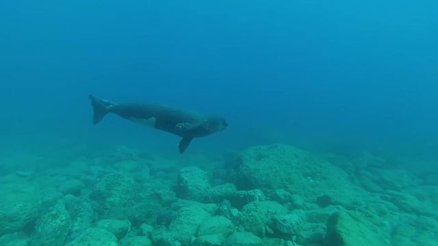 Dubstep Monk Seal