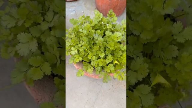 #ytshorts #plantlover #dhaniya