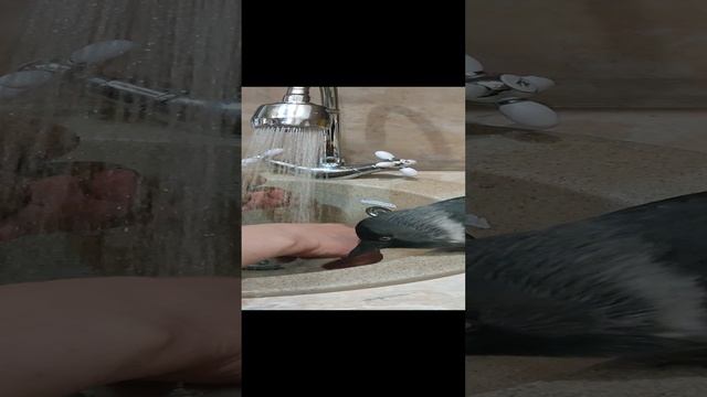Галчонок Кеша хочет купаться
