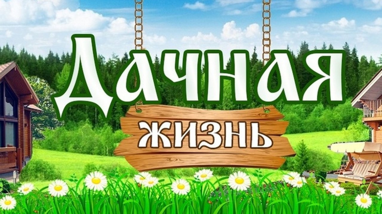 как в моём саду  зимой 31.12.2024 году