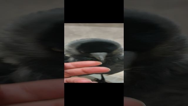 Галчонок Кеша, перекус изюмом.