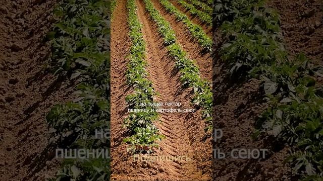 КАК ПРАВИЛЬНО Грядки с севера на юг или с запада на восток