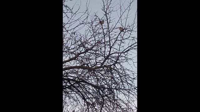 МОИ КАТЫ ПОКОРЯЮТ ДЕРЕВО