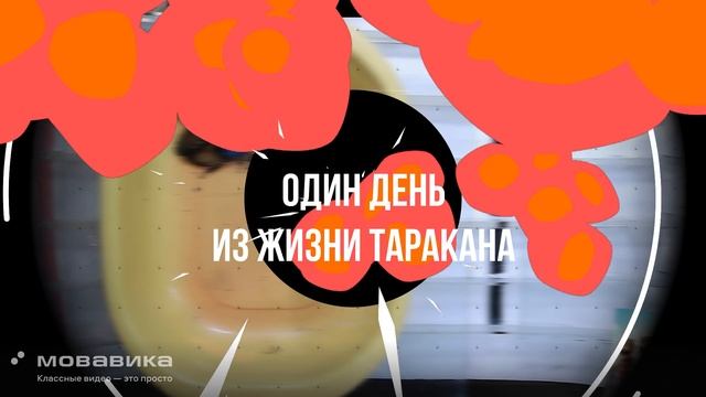 жизнь таракана