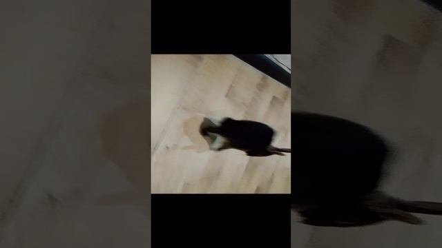 рассказываю про декоративного кролика