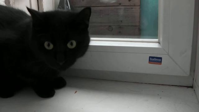 СТРАШНЫЙ ЗВЕРЬ ТОТОША