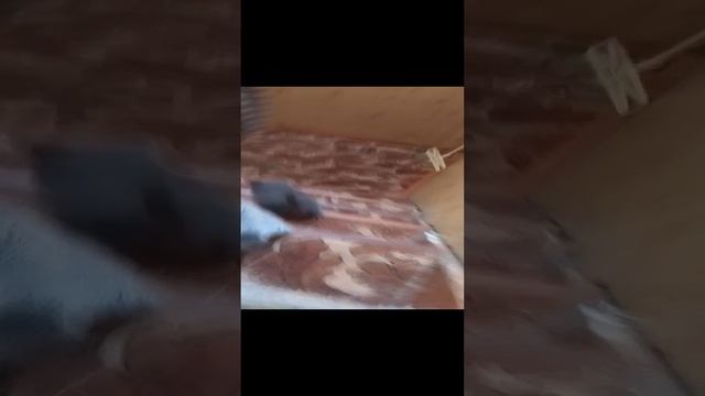 VID_20241230_144001.mp4