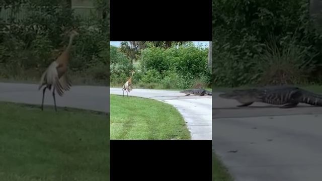 Храбрый – это не тот, который не боится, а тот, который умеет свою трусость подавить.