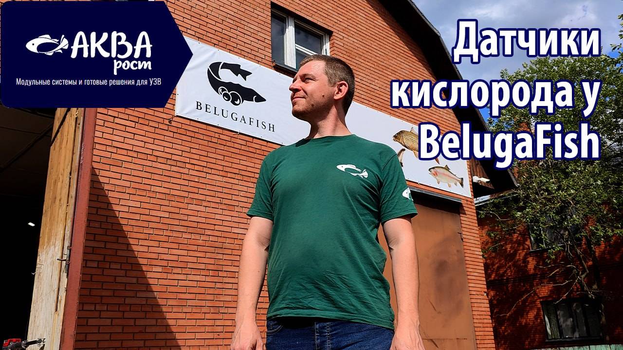 Датчики кислорода в автоматике УЗВ #система #узв #рыба #акварост