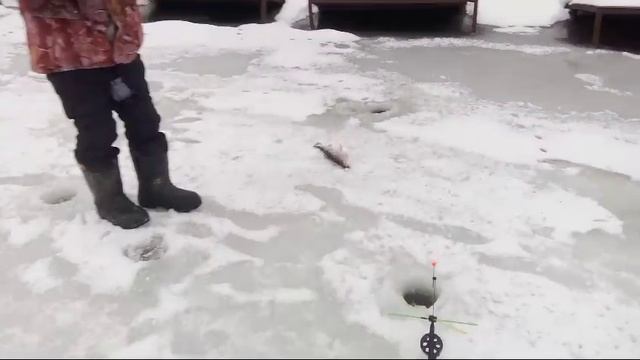 Светлые Горы Форель 04.01.2025г.