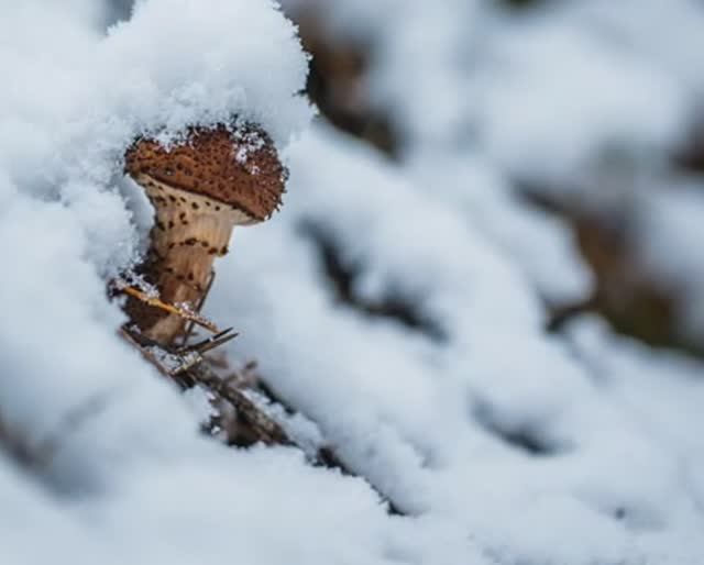 Вкусный зимний гриб - Опёнок зимний.