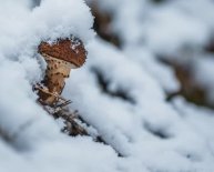 Вкусный зимний гриб - Опёнок зимний.