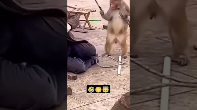 #monkey #monkey funny video #bander #funny #fun#funnymemes #funnyanimals #comedy #man vs monkeyfunny