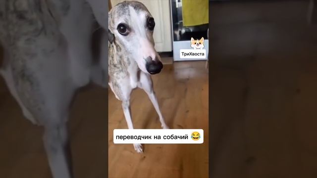 Смешные животные!)