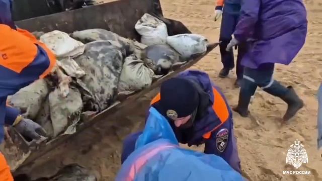 На Кубани и в Крыму собрано более 86 тыс тонн загрязненного грунта, — МЧС РФ.