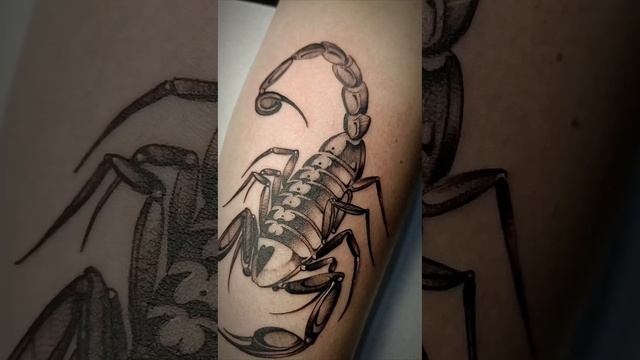 Скорпион scorpion