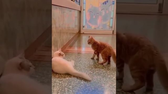 1000070363.mp4