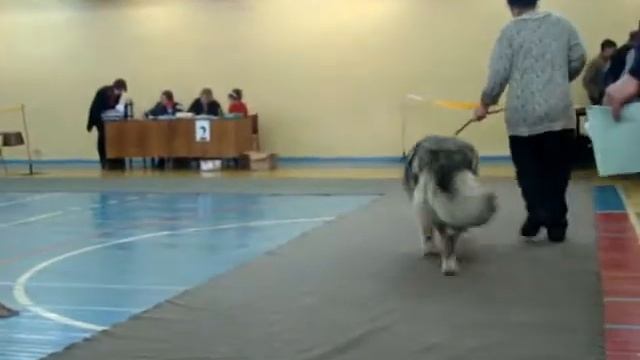 Салма ( Цусима +Доцент)