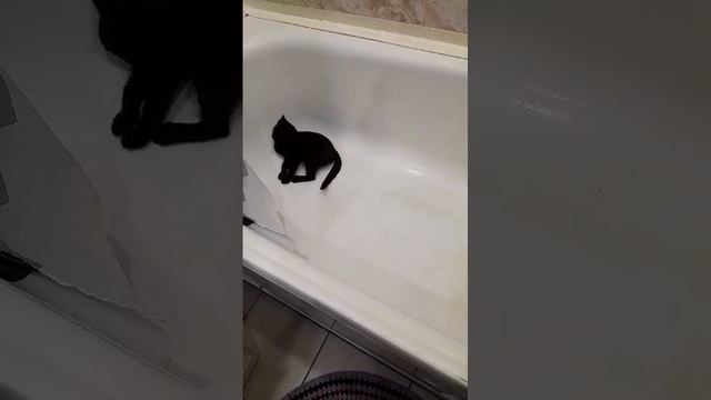 🐱🛁