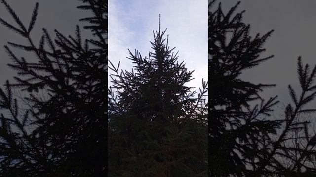 04.01.2025 #сегоднятак #сегодня #природа #матушказемля