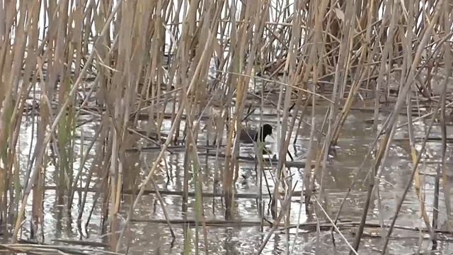 Речная курочка занята какими то своими делами на пруду... Ранняя весна