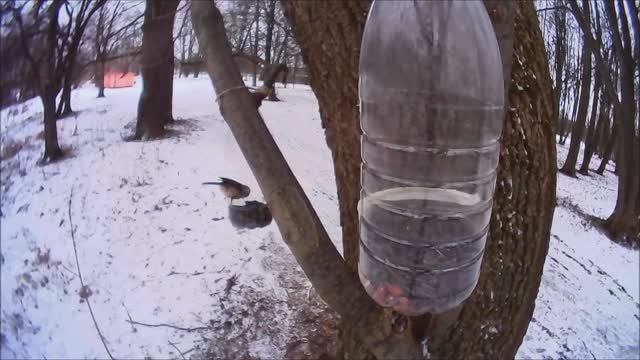 Гаичка у кормушки, наблюдение птиц в Великом Новгороде, 4 января 2025