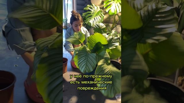 Спасаю калатею