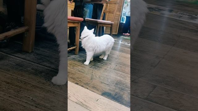 Котокафе "Котики и люди" 🐾