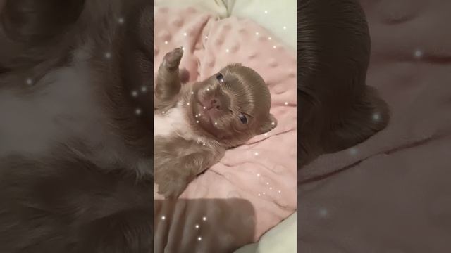 мини малыш чихуахуа лиловый РКФ