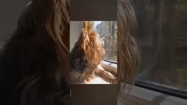 Лаки смотрит в окошко🌞