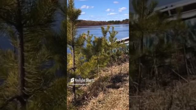 Речка Сысола