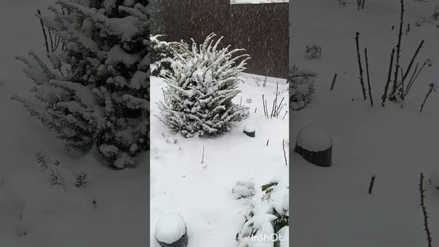 Аукуба под снегом.