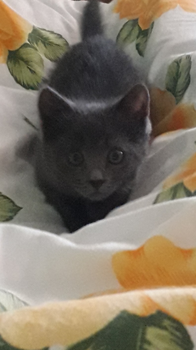 Котик сам отрыл дверь
