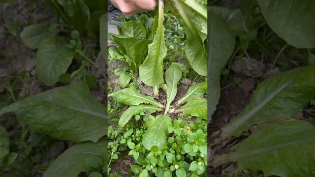 Romaine lettuce / салат романо #vegetables