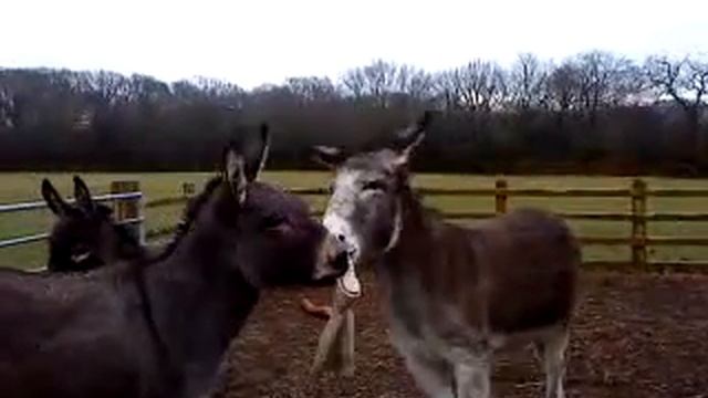 Donkey tug-o-war