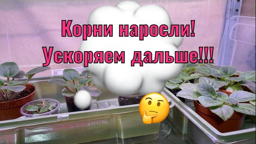 КРАСИВЫЕ Детки БЫСТРО даже Зимой! Чем ПОЛИТЬ? Как рассчитать подкормки?🌸🌸🌸