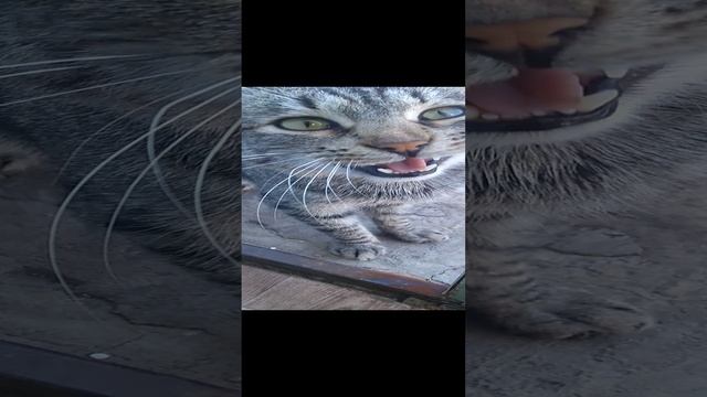 VID_20241018_113441157.mp4