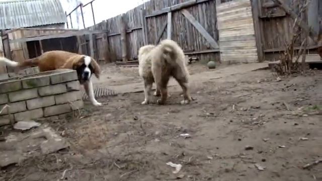 Гордый Княжич... будни питомника.