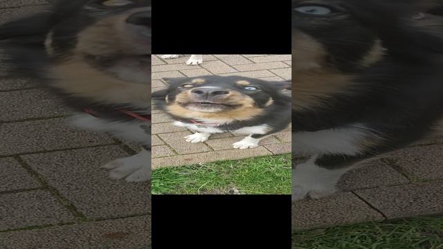 Собакен супер