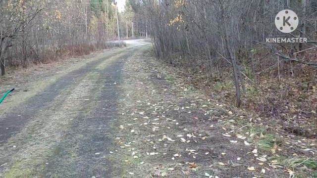 Живём в пустой деревне. Санитарная обрезка деревьев.