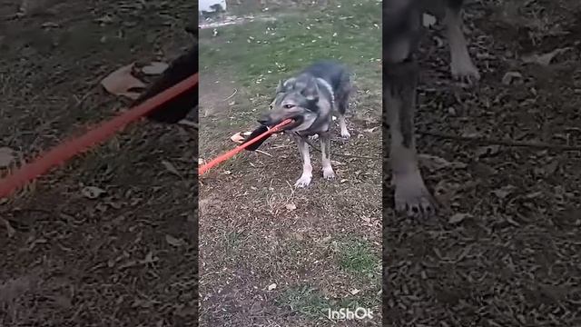 волчок Рич