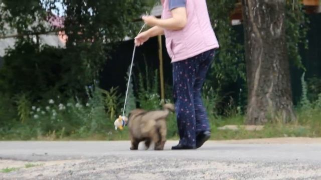 кавказская овчарка дева 1.5 мес
