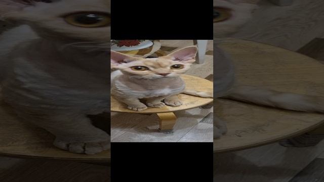 1000123602.mp4